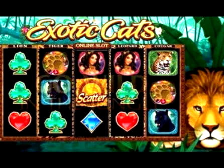 $230 Free Casino Chip at Cashmio Casino